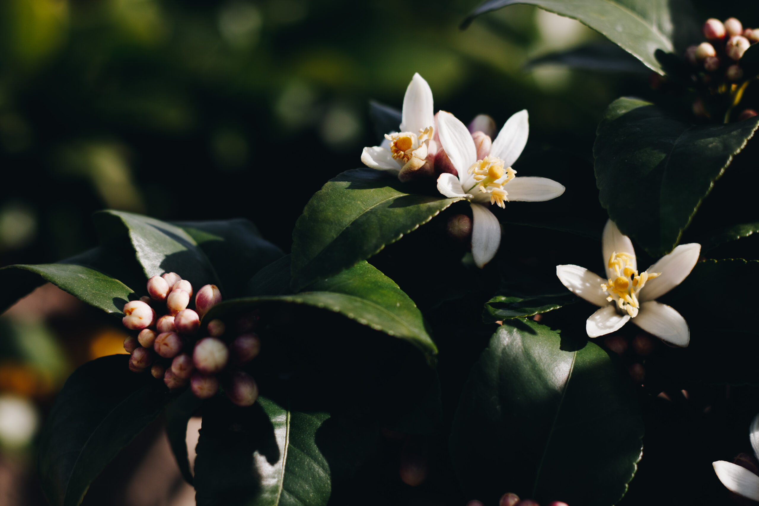 Citrina-IMG_0802-edited